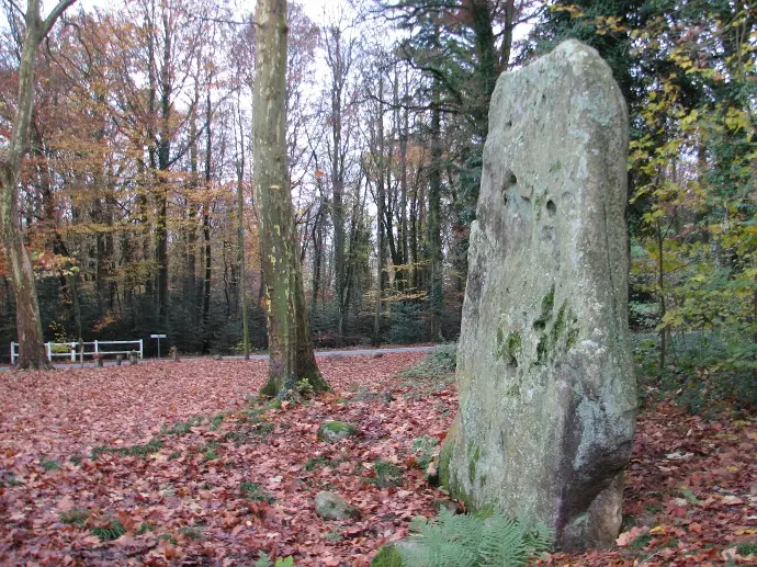 Le Faisan Doré la forêt de gouffern